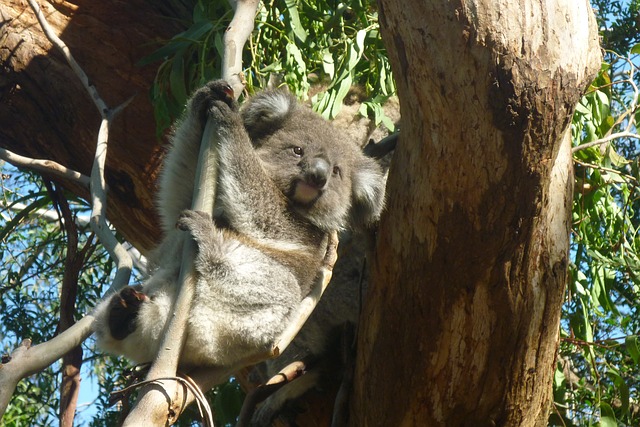 Koala in a Tree