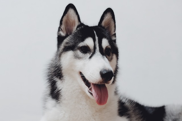 Alaskan Husky