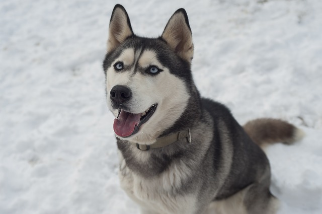 Husky