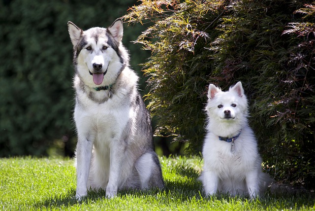 A Malamute and a Huksy